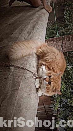 Persian Cat